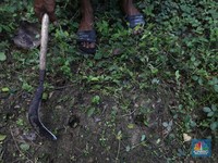 Tanaman Penghasil Emas Tumbuh Subur di RI, Nomor 1 Dunia!