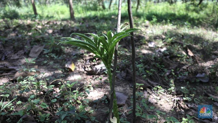 Petani Porang di hutan Desa Blungun, Kecamatan Jepon, kebupaten Blora, Jawa Tengah. Tanaman bernama latin Amorphophallus Oncophyllus Muelleri Blume atau biasa disebut porang di kawasan ini banyak ditanam oleh petani karena memiliki nilai ekonomis.  (CNBC Indonesia/ Tri Susilo)
