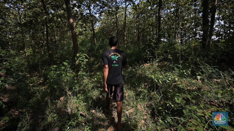 Petani Porang di hutan Desa Blungun, Kecamatan Jepon, kebupaten Blora, Jawa Tengah. Tanaman bernama latin Amorphophallus Oncophyllus Muelleri Blume atau biasa disebut porang di kawasan ini banyak ditanam oleh petani karena memiliki nilai ekonomis.  (CNBC Indonesia/ Tri Susilo)