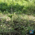 Jadi Incaran Dunia, Tanaman Penghasil Emas 5 Gram Subur di RI