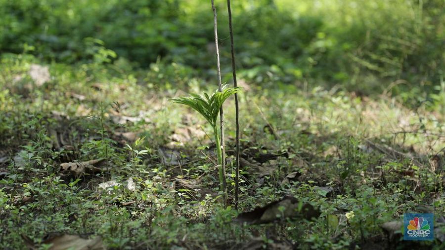 Petani Porang di hutan Desa Blungun, Kecamatan Jepon, kebupaten Blora, Jawa Tengah. Tanaman bernama latin Amorphophallus Oncophyllus Muelleri Blume atau biasa disebut porang di kawasan ini banyak ditanam oleh petani karena memiliki nilai ekonomis.  (CNBC Indonesia/ Tri Susilo)