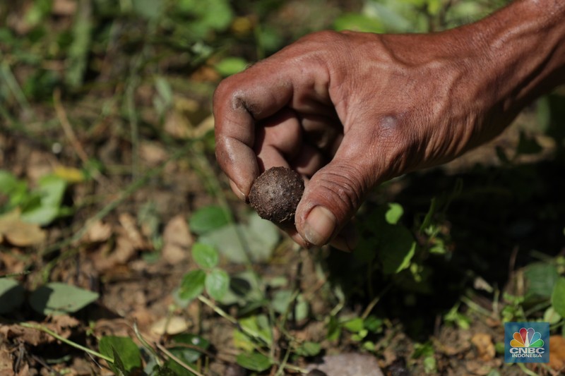 Petani Porang di hutan Desa Blungun, Kecamatan Jepon, kebupaten Blora, Jawa Tengah. Tanaman bernama latin Amorphophallus Oncophyllus Muelleri Blume atau biasa disebut porang di kawasan ini banyak ditanam oleh petani karena memiliki nilai ekonomis.  (CNBC Indonesia/ Tri Susilo)
