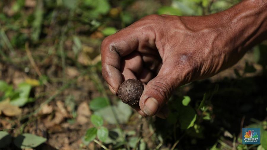 Petani Porang di hutan Desa Blungun, Kecamatan Jepon, kebupaten Blora, Jawa Tengah. Tanaman bernama latin Amorphophallus Oncophyllus Muelleri Blume atau biasa disebut porang di kawasan ini banyak ditanam oleh petani karena memiliki nilai ekonomis.  (CNBC Indonesia/ Tri Susilo)