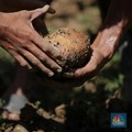 Wujud Tanaman Harta Karun RI, Penghasil Emas & Diincar Asing