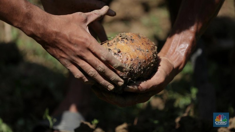 Petani Porang di hutan Desa Blungun, Kecamatan Jepon, kebupaten Blora, Jawa Tengah. Tanaman bernama latin Amorphophallus Oncophyllus Muelleri Blume atau biasa disebut porang di kawasan ini banyak ditanam oleh petani karena memiliki nilai ekonomis.  (CNBC Indonesia/ Tri Susilo)