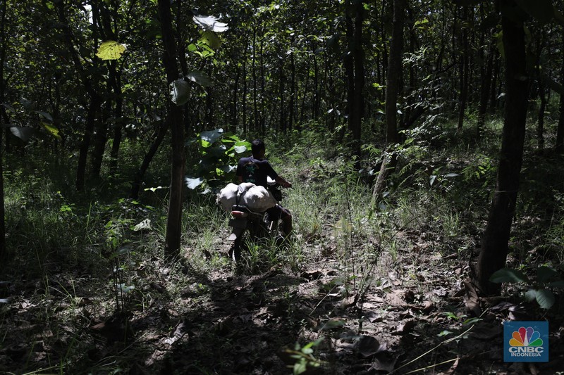 Petani Porang di hutan Desa Blungun, Kecamatan Jepon, kebupaten Blora, Jawa Tengah. Tanaman bernama latin Amorphophallus Oncophyllus Muelleri Blume atau biasa disebut porang di kawasan ini banyak ditanam oleh petani karena memiliki nilai ekonomis.  (CNBC Indonesia/ Tri Susilo)