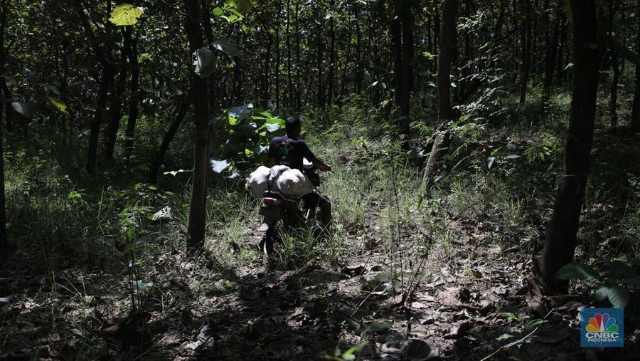 Petani Porang di hutan Desa Blungun, Kecamatan Jepon, kebupaten Blora, Jawa Tengah. Tanaman bernama latin Amorphophallus Oncophyllus Muelleri Blume atau biasa disebut porang di kawasan ini banyak ditanam oleh petani karena memiliki nilai ekonomis.  (CNBC Indonesia/ Tri Susilo)