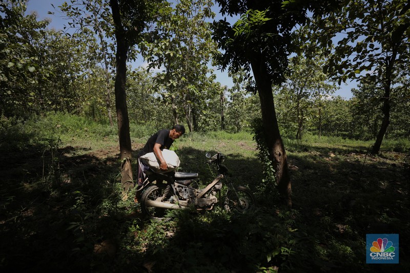 Petani Porang di hutan Desa Blungun, Kecamatan Jepon, kebupaten Blora, Jawa Tengah. Tanaman bernama latin Amorphophallus Oncophyllus Muelleri Blume atau biasa disebut porang di kawasan ini banyak ditanam oleh petani karena memiliki nilai ekonomis.  (CNBC Indonesia/ Tri Susilo)