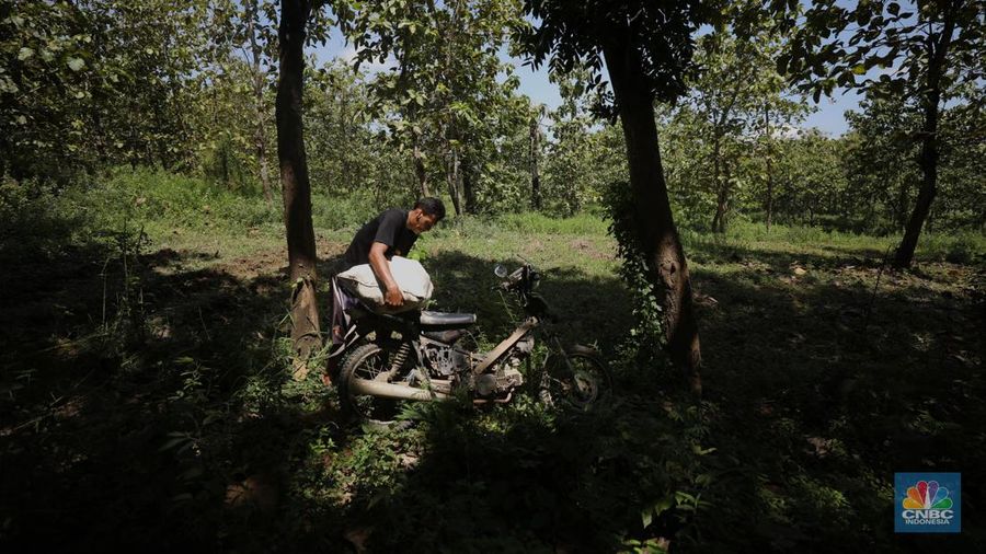 Petani Porang di hutan Desa Blungun, Kecamatan Jepon, kebupaten Blora, Jawa Tengah. Tanaman bernama latin Amorphophallus Oncophyllus Muelleri Blume atau biasa disebut porang di kawasan ini banyak ditanam oleh petani karena memiliki nilai ekonomis.  (CNBC Indonesia/ Tri Susilo)