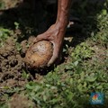 Diburu Asing, Ini Wujud Tanaman Harta Karun Penghasil Emas RI