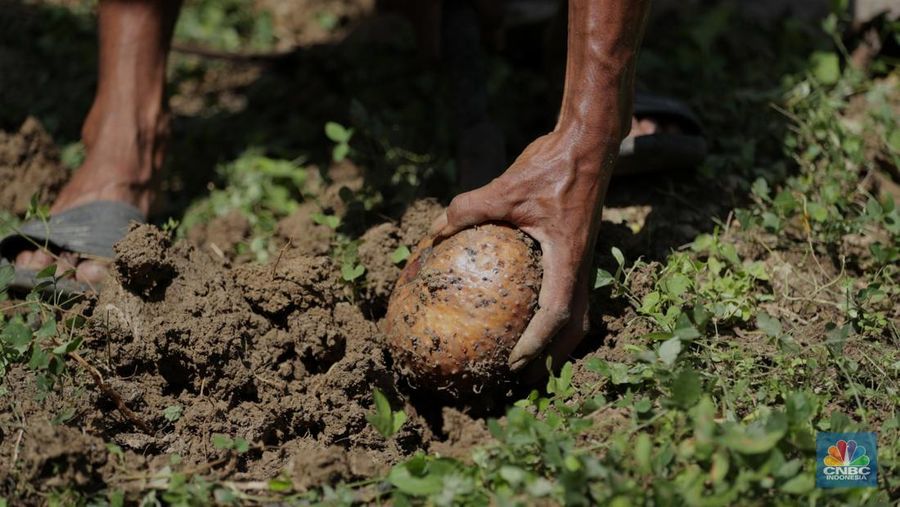 Petani Porang di hutan Desa Blungun, Kecamatan Jepon, kebupaten Blora, Jawa Tengah. Tanaman bernama latin Amorphophallus Oncophyllus Muelleri Blume atau biasa disebut porang di kawasan ini banyak ditanam oleh petani karena memiliki nilai ekonomis.  (CNBC Indonesia/ Tri Susilo)