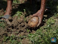 Diburu Asing, Ini Wujud Tanaman Harta Karun Penghasil Emas RI