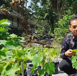 Jadi Incaran Asing, Tanaman Penghasil Emas 5 Gram Subur di RI