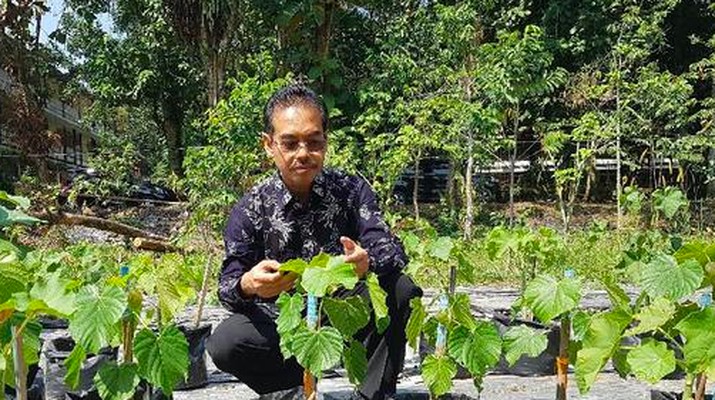 Pohon Emas Emas