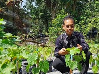 Heboh! Bayam Ternyata Bisa Menghasilkan Emas, Gini Ceritanya