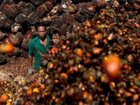 Harga Migor Ogah Turun, Saham Sawit Tetap Longsor Berjamaah