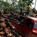 Harga Minyak Mentah Loyo, CPO Masih Cerah Pekan Ini