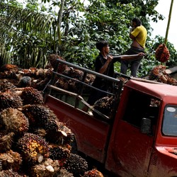 Harga Minyak Mentah Loyo, CPO Masih Cerah Pekan Ini