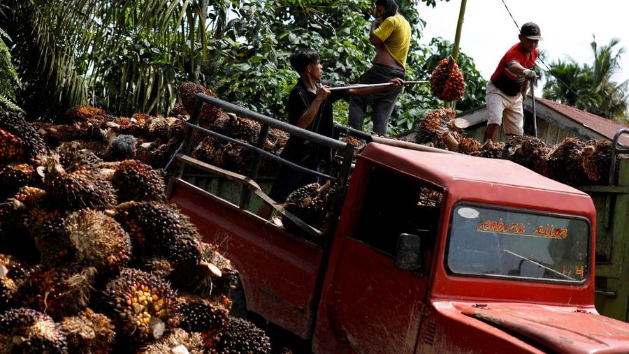 Pekerja memuat tandan buah segar kelapa sawit untuk diangkut dari tempat pengumpul ke pabrik CPO di Pekanbaru, provinsi Riau, Indonesia, Rabu (27/4/2022). (REUTERS/Willy Kurniawan)