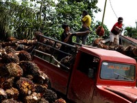 Harga Minyak Mentah Loyo, CPO Masih Cerah Pekan Ini