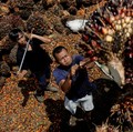 Pemerintah Janji Harga Sawit Petani Bisa Normal 2 Pekan Lagi
