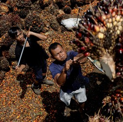 Dear Bos Sawit, Harga CPO Nanjak 1%, Setelah Rebahan 3 Hari!