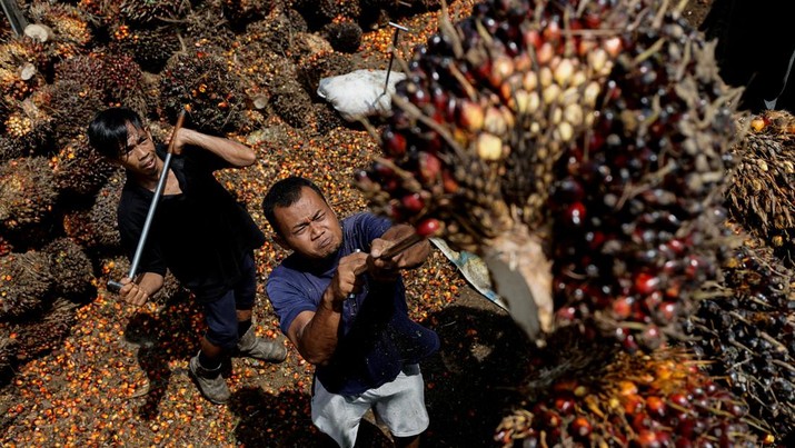 Pekerja memuat tandan buah segar kelapa sawit untuk diangkut dari tempat pengumpul ke pabrik CPO di Pekanbaru, provinsi Riau, Indonesia, Rabu (27/4/2022). (REUTERS/Willy Kurniawan)