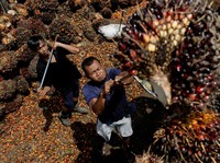 Pemerintah Janji Harga Sawit Petani Bisa Normal 2 Pekan Lagi