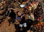 Daerah Penghasil Sawit Bakal Ketiban Durian Runtuh Tahun Ini!