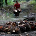 Pekerja membawa tandan buah segar saat panen di perkebunan kelapa sawit di Kabupaten Kampar di provinsi Riau, Indonesia, Selasa (26/4/2022). (REUTERS/Willy Kurniawan)