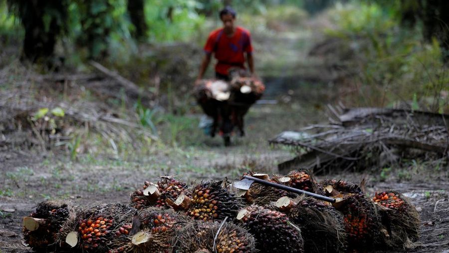 Pekerja membawa tandan buah segar saat panen di perkebunan kelapa sawit di Kabupaten Kampar di provinsi Riau, Indonesia, Selasa (26/4/2022). (REUTERS/Willy Kurniawan)