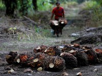 Pekerja membawa tandan buah segar saat panen di perkebunan kelapa sawit di Kabupaten Kampar di provinsi Riau, Indonesia, Selasa (26/4/2022). (REUTERS/Willy Kurniawan)