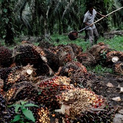 Senyum Cerah Bos Sawit di Awal Pekan, Harga CPO Naik Lagi