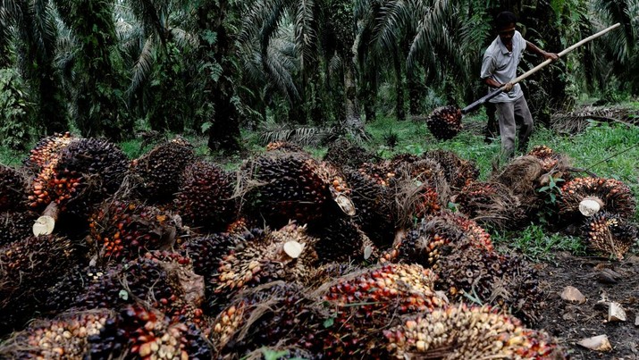 Seorang pekerja mengumpulkan tandan buah segar saat panen di perkebunan kelapa sawit di Kabupaten Kampar di provinsi Riau, Indonesia, Selasa (26/4/2022). (REUTERS/Willy Kurniawan)