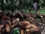 Ga Pakai Rem! Harga CPO Nanjak Tiga Hari Beruntun