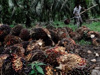 Bos Sawit Beri Kabar Buruk, Marak Penjarahan Kebun di Kalteng