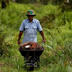 Capek Naik Empat Hari Beruntun, Harga CPO Mulai Loyo