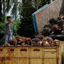 Petani Sebut Janji Zulhas Soal Harga Sawit Ilegal, Ada Apa?
