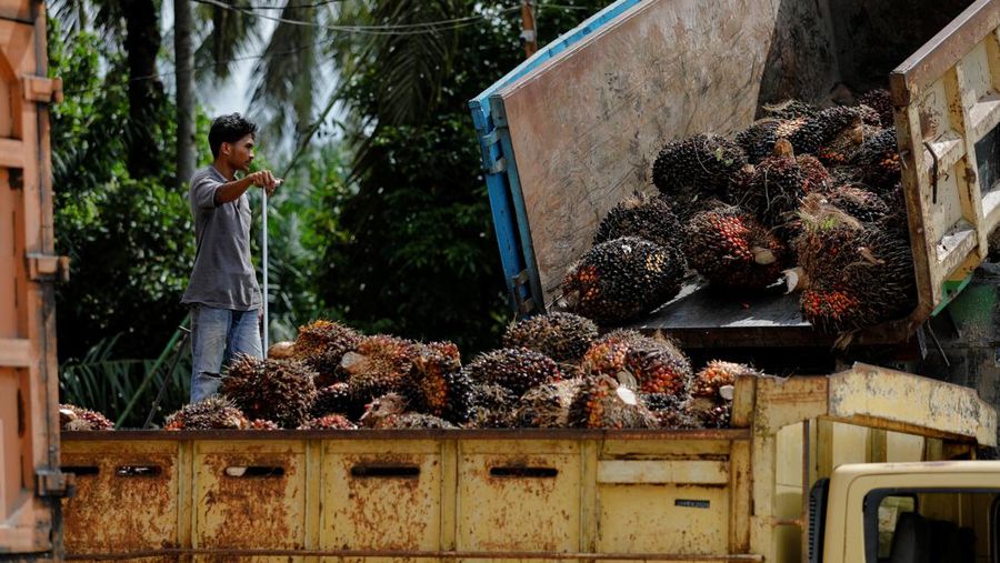 Seorang pekerja berdiri saat menurunkan tandan buah segar untuk didistribusikan dari tempat pengumpul ke pabrik CPO di Kabupaten Kampar di provinsi Riau, Indonesia, Selasa (26/4/2022). (REUTERS/Willy Kurniawan)