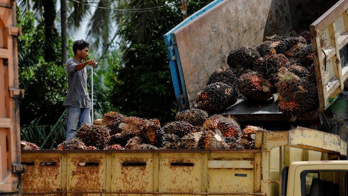 5 Konglomerat RI yang Tajir Melintir dari Bisnis Kelapa Sawit