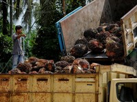 Luhut Mau Audit Luar Dalam Perusahaan Sawit, Ini Usul Petani