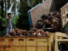 Petani Sebut Janji Zulhas Soal Harga Sawit Ilegal, Ada Apa?