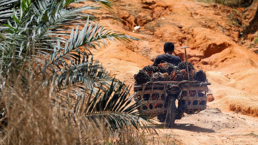 Petani Kelapa Sawit Seorang pekerja mengangkut tandan buah segar kelapa sawit saat panen di sebuah perkebunan di Kabupaten Kampar di provinsi Riau, Indonesia, Selasa (26/4/2022). (REUTERS/Willy Kurniawan)