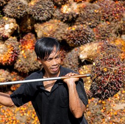 Bos Sawit hati-hati, Harga CPO Gak Kuat Nanjak Pekan Ini