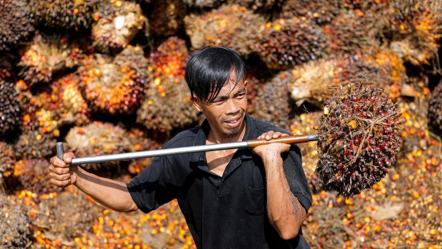 Petani Kelapa Sawit