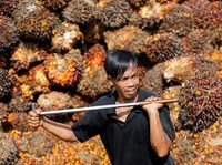 Hati-hati! Bisa Ketularan Malaysia, Sawit RI Terancam