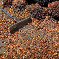 Harga Minyak Terbang Tinggi Kemudian Jatuh, CPO Makin Ambruk