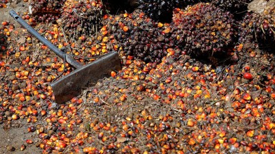 Tandan buah segar kelapa sawit terlihat di tempat pengumpul sebelum diangkut ke pabrik CPO di Pekanbaru, provinsi Riau, Indonesia, Rabu (27/4/2022). (REUTERS/Willy Kurniawan)
