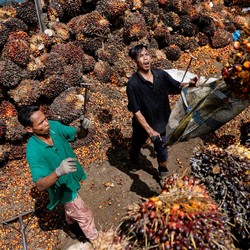 Kabar Gak Enak Buat Bos Sawit, Harga CPO Ambles 9,58% Sepekan