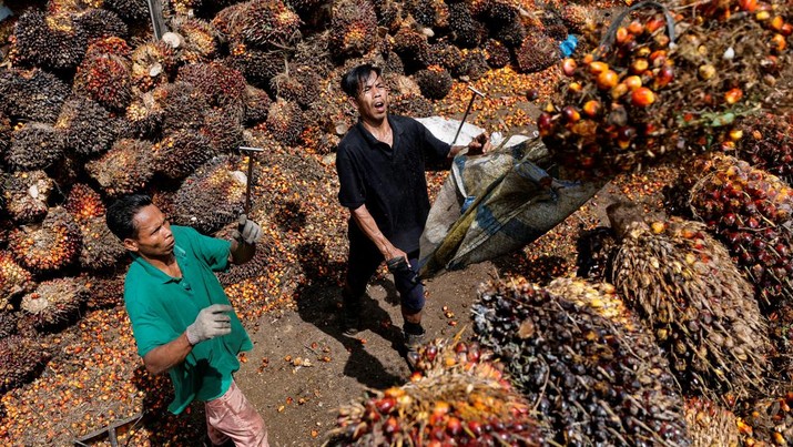 Petani Kelapa Sawit Pekerja memuat tandan buah segar kelapa sawit untuk diangkut dari tempat pengumpul ke pabrik CPO di Pekanbaru, provinsi Riau, Indonesia, Rabu (27/4/2022). (REUTERS/Willy Kurniawan)